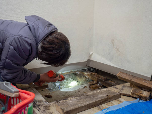 Best Emergency Mold Remediation  in West Linn, OR
