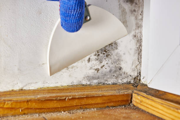Best Black Mold Removal  in West Linn, OR